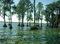 ��� ����������� ������� ��������� �����