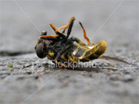 � ������ ������� �������� ����