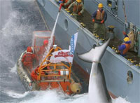 Японцы «в научных целях» убили 4,5 тысячи китов