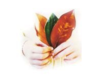 ПЗУ предлагает 2009 год объявить годом экологии