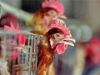 ����� �������� ������ ��������� � ��������