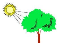 Ученые обнаружили в растениях ген, способный увеличить объемы поглощения CO2
