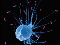 Ученые докопались до механизма клеточного бессмертия