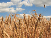 Урожай зерновых в мире – худший за последние 25 лет