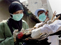 � ����������� ������� ���������� ������� ������ H5N1