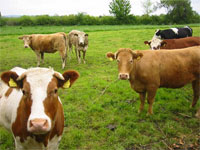 ������������� �������� �� ������ ������������� � ����