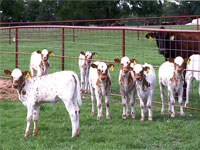 ��� �� ������ ���������� ��� �������������� �����