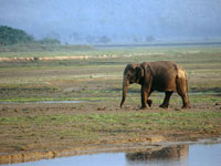 WWF: ������� ���� ���� ��� ����