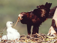 Ҹ���� ������ ������� ������� ������������� ����