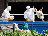 �������� ������ ���������� ������� ���� H5N1