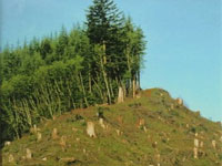 ����������� ��������� ���������� �� �������� ������ ���� ��������