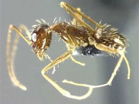 ���� ����� ������� �������� �������