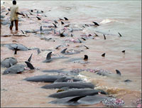 Правительство Новой Зеландии озабочено массовой гибелью дельфинов