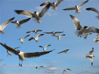 �� ������� ������������ ����������� ���������� ����