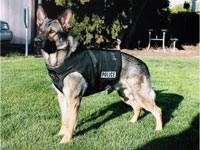 В Южной Корее клонировали собак-ищеек и начали их тренировать