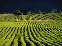 ����������� ���� �������� �����������