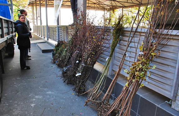 picturepicture34678_77224