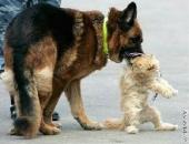 ���������� � �������� ���������� ��������