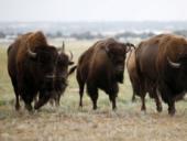 ������ "�����" �������� �������� �� ���������� ������������