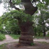 В Киеве девять древнейших деревьев стали достопримечательностями природы