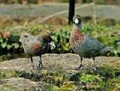 ������� ��������