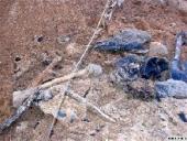 ������� �������� ��������� �����