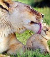 �������� ������: �������� ����� � �������