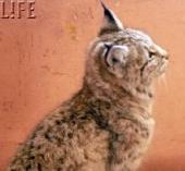 ��������� ���� ������� ��������� � �����