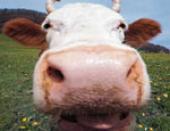 ���� ��������� ������ �� ������� �� ����