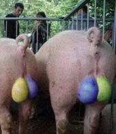 �������� ������: ���� ��� ����-���������: "������� �����" ��� �������