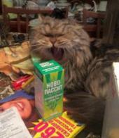 ��������� ��������: �������: ��������� � �����