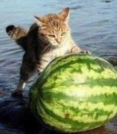 �������� ������: ����-����-������. ��� ����������