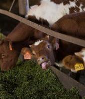 ��������� ��������: ��������