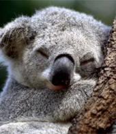 ��������� ��������: ������������ ��������� �����