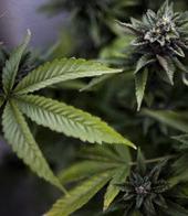 ��������� ��������: #������������