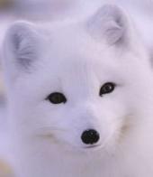 ��������� ��������: 11 �������