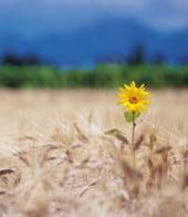 ���� �������: ������ ����� �������� ����������� ������������ ����� �����?