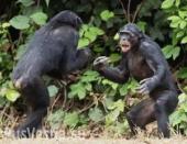 ���������� ���: ������ ������� ������ ����� � ������ ������������� �� ��� �� ��������� ������������������ �������� (�����)