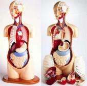 "���������� WIKILEAKS" ����������� �������� ����������, �������� ��� �������� ����������