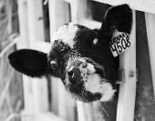 ������ � �������� ��������� ���������� ��������� ���������