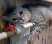 ��������� ��������: #���������������