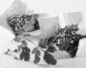 ������ ������ ����� ����� �������� � �������� ���������