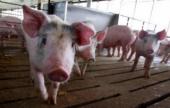Украина потеряла статус экспортера свинины