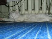 � ������� ����������� ������� ���� � ����� ���� ���������� 29 ��������