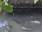 ����������� � �������� �������� ���������� �������� ���� � �������