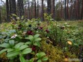 ���������� � "������� ���������" ������ ������� ����