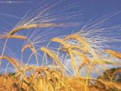 ���� ���������: ������������� ������� 3,5 ����. ���. �� ��������� ����� �� ����� ���